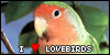  Lovebirds: 