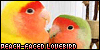  Peach-faced Lovebirds: 
